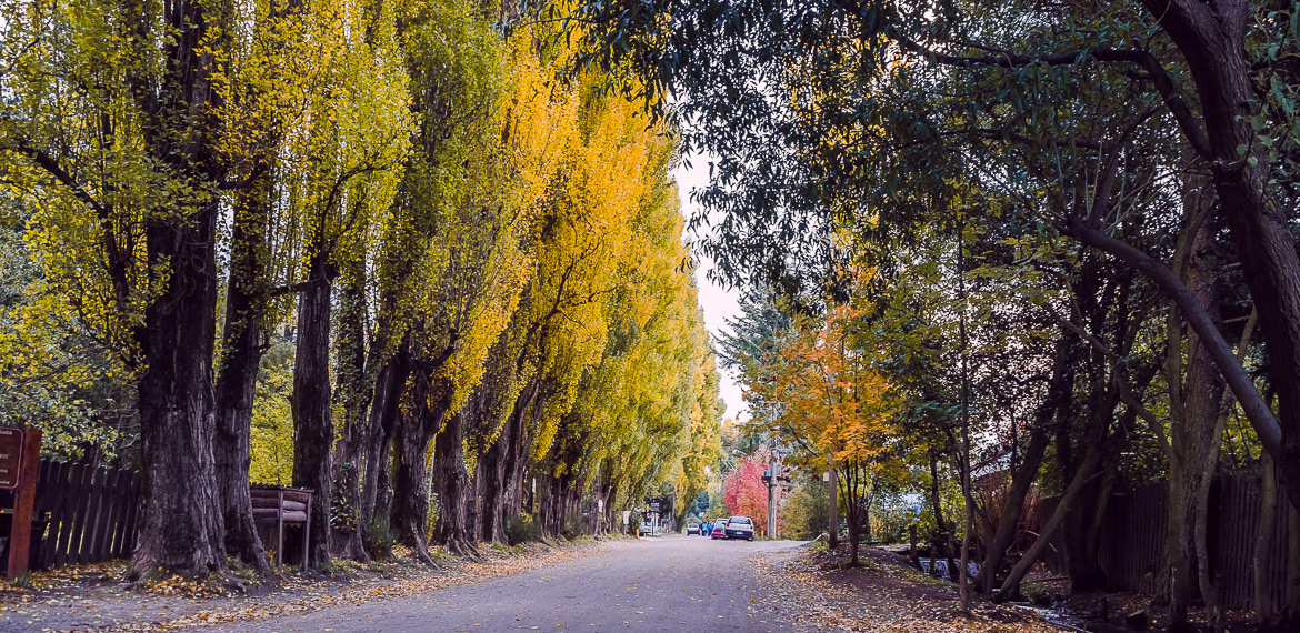 Activities and Strolls in Colonia Suiza