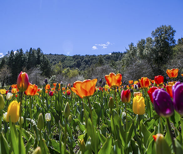 Primavera en Bariloche