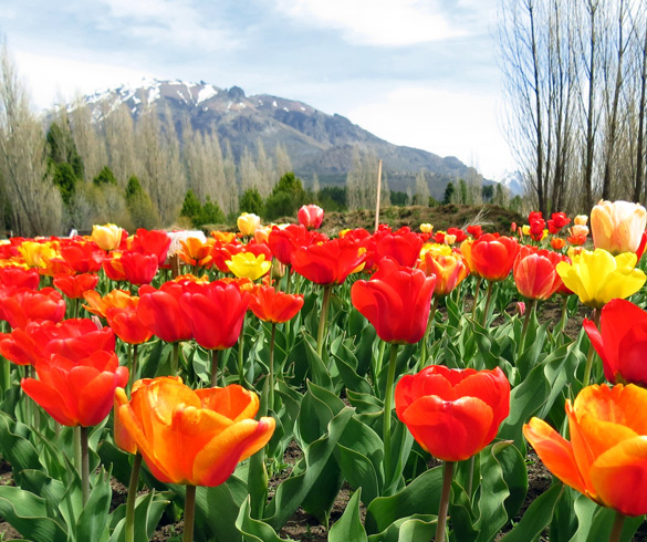 Primavera em Bariloche